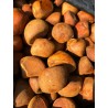 Huile pure d'Andiroba